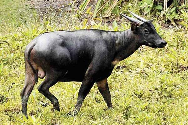 ANOA: Peninggalan Langka Dari Hutan Tropis