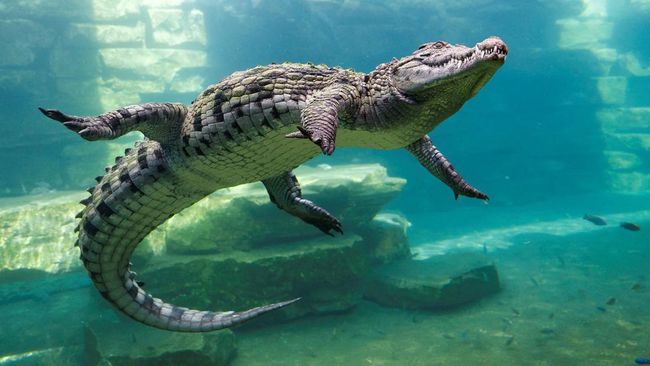 Misteri Predator Tersembunyi: Penjelajahan Dunia Buaya