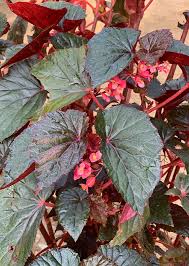Begonia: Keindahan Yang Menawan Dalam Dunia Flora
