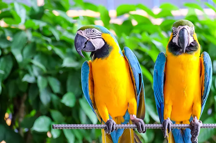 KAKATUA: Pesona Eksotis di Dunia Burung