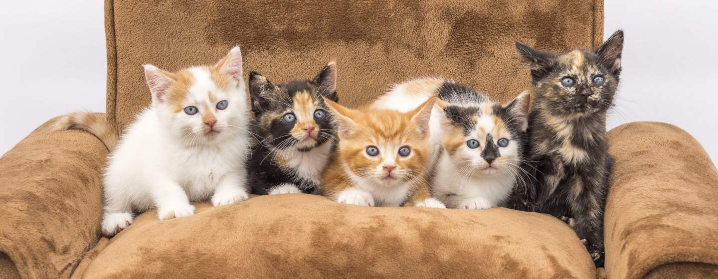 Daya Tarik Kucing: Mengungkap Misteri Kucing