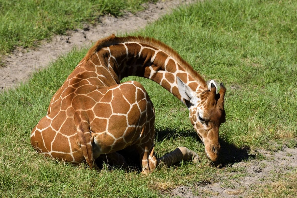Jerapah: Simbol Ketinggian dan Ketenangan di Savana
