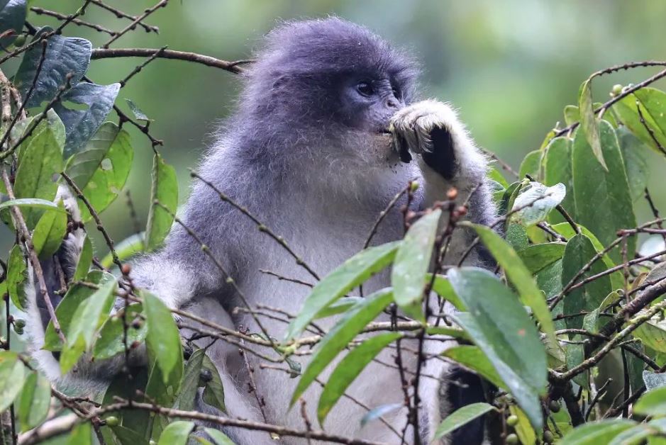 SURILI: Misteri Makhluk Tersembunyi dari Hutan Tropis
