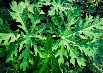Manfaat Luar Biasa Daun Pepaya: Lebih dari Sekadar Melembutkan Daging