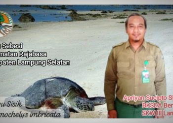 Penyu Sisik: Konservasi dan Karakteristiknya yang Menakjubkan
