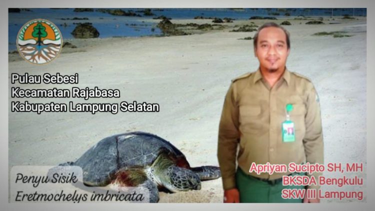 Penyu Sisik: Konservasi dan Karakteristiknya yang Menakjubkan