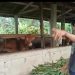 Bantuan Sapi di Desa Jepara Terselewengkan: Awak Media Ungkap Dugaan Penyalahgunaan