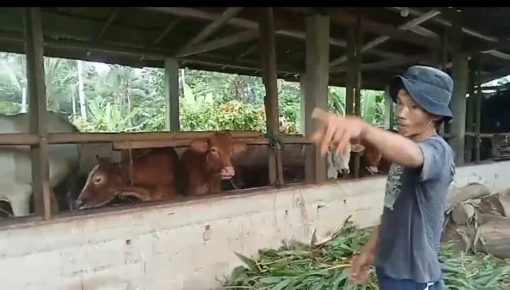 Bantuan Sapi di Desa Jepara Terselewengkan: Awak Media Ungkap Dugaan Penyalahgunaan