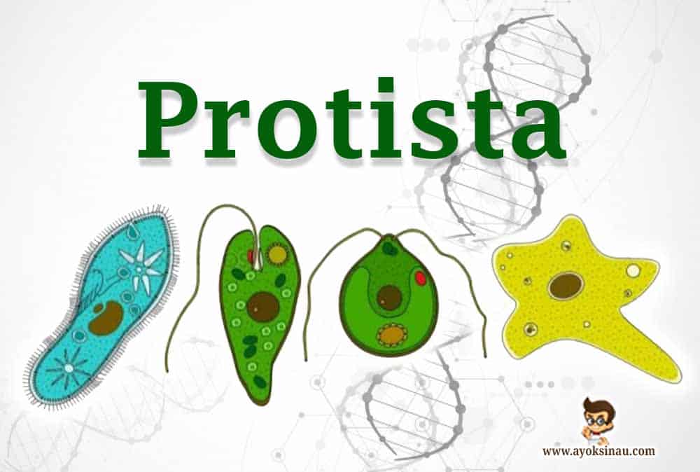 Contoh Soal dan Kunci Jawaban tentang Protista untuk SMP Kelas 7