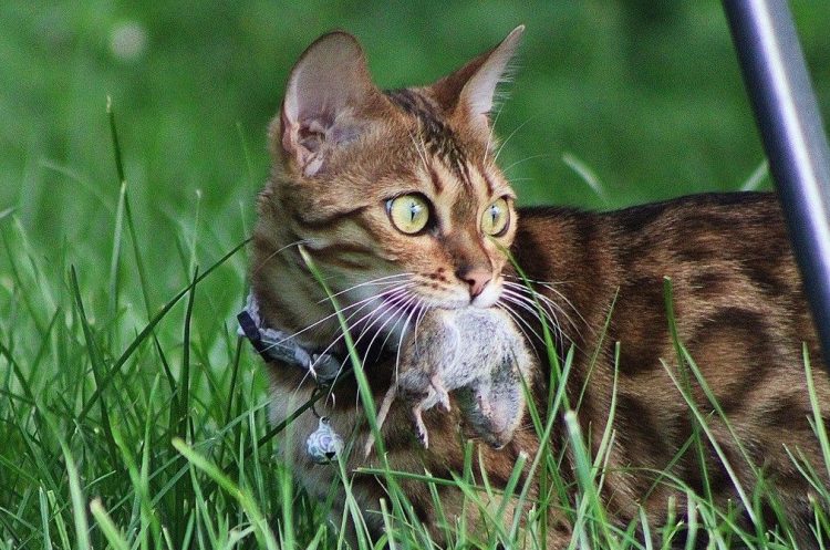 Kucing Suka Berburu dan Memakan Tikus: Fakta dan Penjelasannya