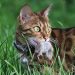 Kucing Suka Berburu dan Memakan Tikus: Fakta dan Penjelasannya