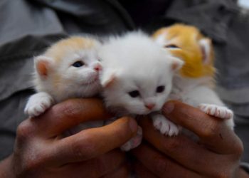 Tips Merawat Anak Kucing: Panduan Praktis untuk Pemilik Baru