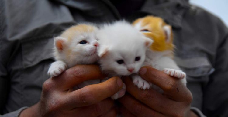 Tips Merawat Anak Kucing: Panduan Praktis untuk Pemilik Baru