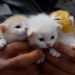 Tips Merawat Anak Kucing: Panduan Praktis untuk Pemilik Baru