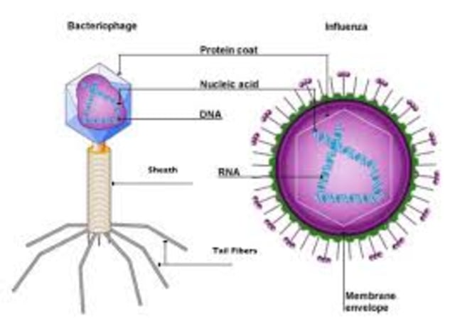 Struktur Virus: Contoh Soal dan Kunci Jawaban untuk SMP Kelas 7