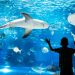 Menikmati Keindahan Bawah Laut di Jakarta Aquarium saat Libur Waisak