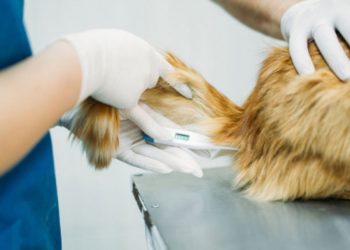 WASPADA! Gejala Kucing Sakit Ginjal yang Harus Diketahui Para Pecinta Kucing