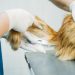WASPADA! Gejala Kucing Sakit Ginjal yang Harus Diketahui Para Pecinta Kucing