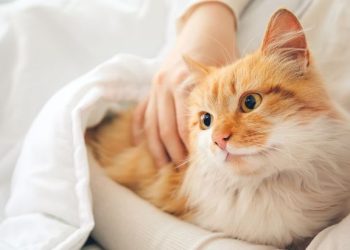 JANGAN SALAH! 4 Cara Tepat Merawat Kucing Setelah Sterilisasi