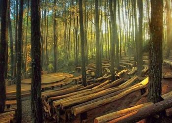 Dua Hutan Pinus di Bantul yang Wajib Dikunjungi Saat Liburan Waisak