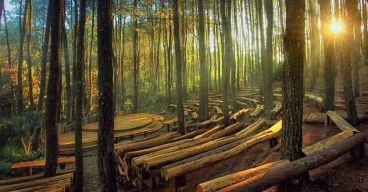 Dua Hutan Pinus di Bantul yang Wajib Dikunjungi Saat Liburan Waisak