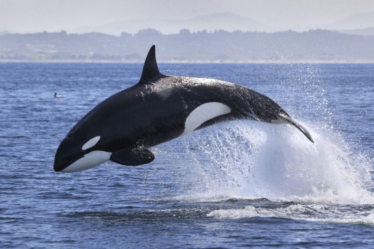 “Paus Orca: Pemangsa Laut yang Misterius”
