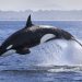 “Paus Orca: Pemangsa Laut yang Misterius”