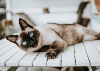 Mengungkap Mitos dan Lima Fakta Menarik tentang Kucing Siam