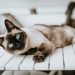 Mengungkap Mitos dan Lima Fakta Menarik tentang Kucing Siam