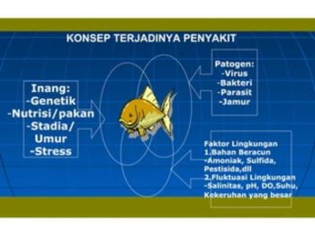 Contoh Soal dan Kunci Jawaban Hama dan Penyakit Ikan untuk SMK Agrobisnis Kelas X