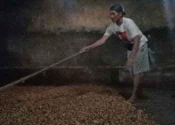 Harga Kakao Anjlok Drastis di Lampung Timur: Dampak Musim Panen Raya
