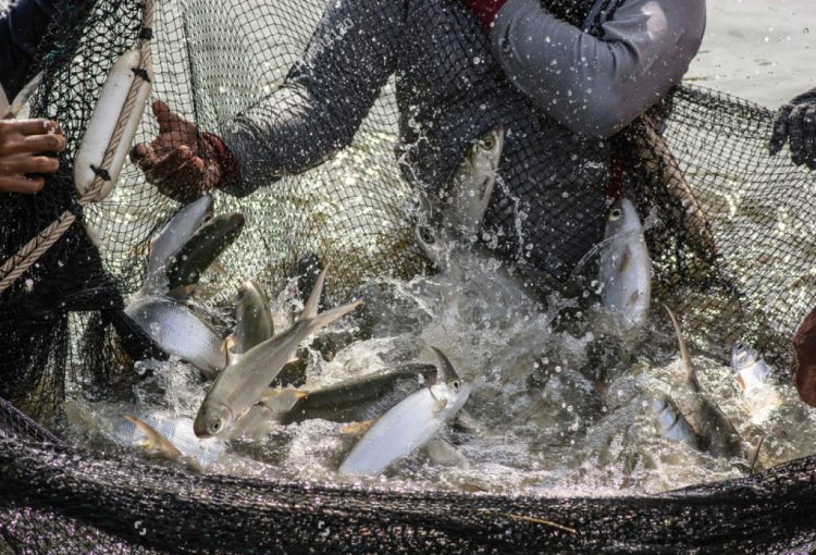 Contoh Soal dan Kunci Jawaban untuk SMK Kelas X Jurusan Agrobisnis tentang Manajemen Pembesaran Ikan, Teknik Panen, dan Pasca Panen