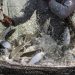 Contoh Soal dan Kunci Jawaban untuk SMK Kelas X Jurusan Agrobisnis tentang Manajemen Pembesaran Ikan, Teknik Panen, dan Pasca Panen