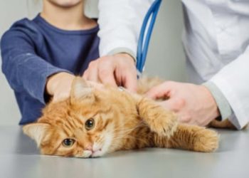 Jangan Sepelekan! Inilah 4 Penyebab Sakit Ginjal pada Kucing yang Perlu Diwaspadai