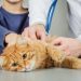 Jangan Sepelekan! Inilah 4 Penyebab Sakit Ginjal pada Kucing yang Perlu Diwaspadai