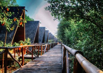 Menelusuri Keajaiban Taman Wisata Alam Mangrove Angke Kapuk