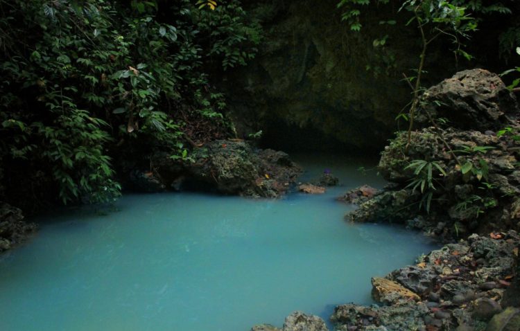 Melihat Langsung Kawasan Konservasi Hutan di Cagar Alam Pananjung