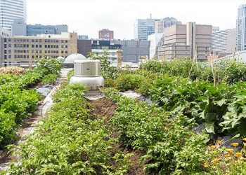 Urban Gardening: Membawa Alam ke dalam Gaya Hidup Perkotaan Anda