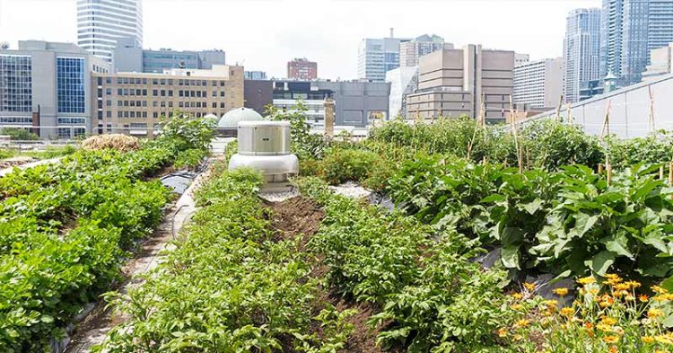 Urban Gardening: Membawa Alam ke dalam Gaya Hidup Perkotaan Anda