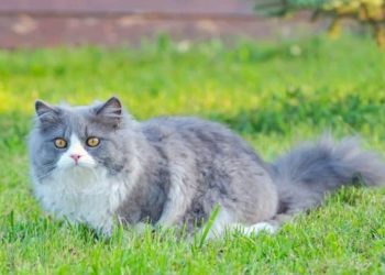 Tips Penting dalam Merawat Kucing Persia dengan Baik