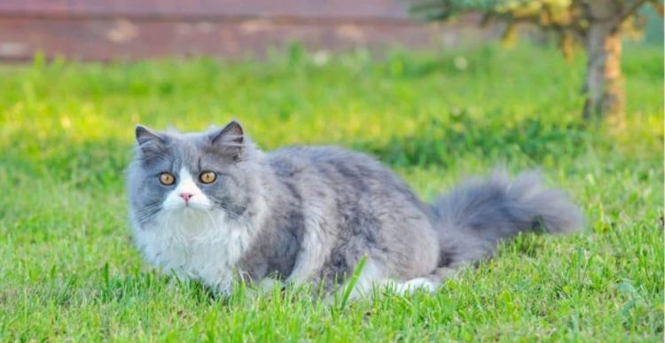 Tips Penting dalam Merawat Kucing Persia dengan Baik