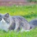 Tips Penting dalam Merawat Kucing Persia dengan Baik