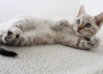 Panduan Merawat Anak Kucing Terinfeksi Virus dengan Baik