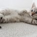 Panduan Merawat Anak Kucing Terinfeksi Virus dengan Baik