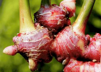 Si Merah yang Kaya Khasiat: Membongkar Rahasia Jahe Merah