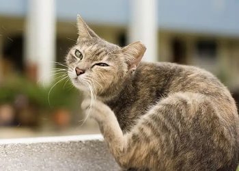 Pastikan! Inilah 6 Cara Teruji Mengatasi Kutu pada Bulu Kucing yang Membuat Resah