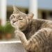 Pastikan! Inilah 6 Cara Teruji Mengatasi Kutu pada Bulu Kucing yang Membuat Resah