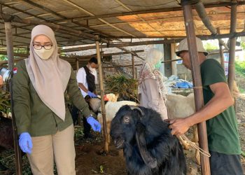 Pemkab Pesawaran Intensifkan Pemeriksaan Kesehatan Hewan Kurban Menjelang Idul Adha