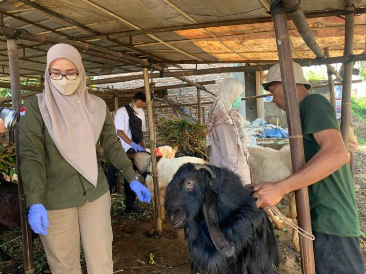 Pemkab Pesawaran Intensifkan Pemeriksaan Kesehatan Hewan Kurban Menjelang Idul Adha
