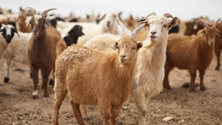 Langkah Bijak dalam Memilih Kambing Kurban yang Berkualitas     